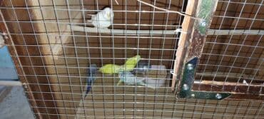 Proton: Tutuquşular Gəncə şəhərindədi, öz quşlarımın balalarıdı. tək tək 10 — 6