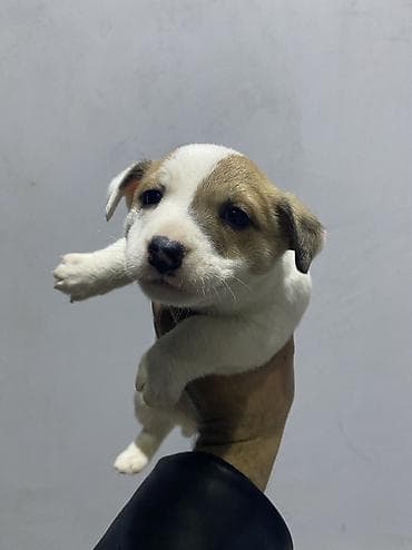 it az: Cek rassel teryer — 6