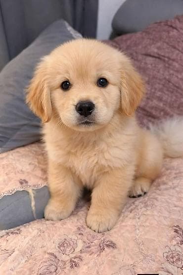 Labrador-retriver, 2 ay, Dişi