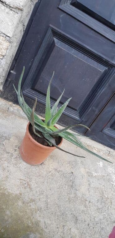 бочка 10 тонн: Müalicəvi Aloe. 7 ildən çox yaşı var.Qatlarindan belli. Uzerinde 3 kq — 1
