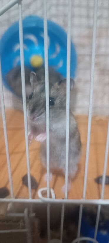 Gəmiricilər: Cücərli xırda gəmiricilər – xəncərquyruq (hamster) - Rəng — 4