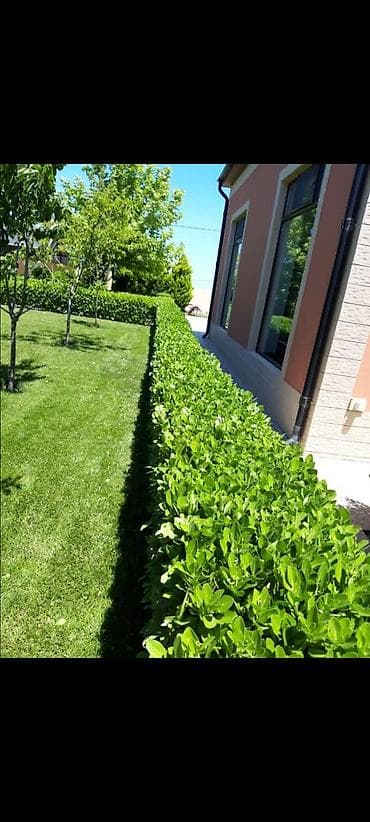 yonca toxumu satilir: Qazon yüksək keyfiyyət münasib qiymətə enni yarpaq danimarka toxumu — 6