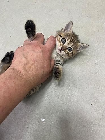 pişik pers: Tabbi, Yaxşı əllərə — 1