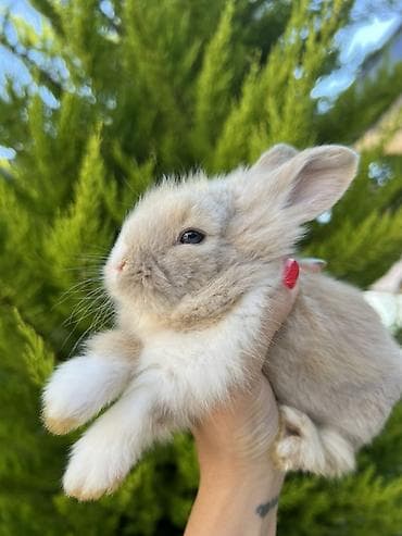 qax heyvan: Çox gözəl və nadir rəngə sahib Holland Lop balası satılır. Boynundakı — 4