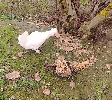 Qoyunlar, qoçlar: Toyuq, Damazlıq — 5