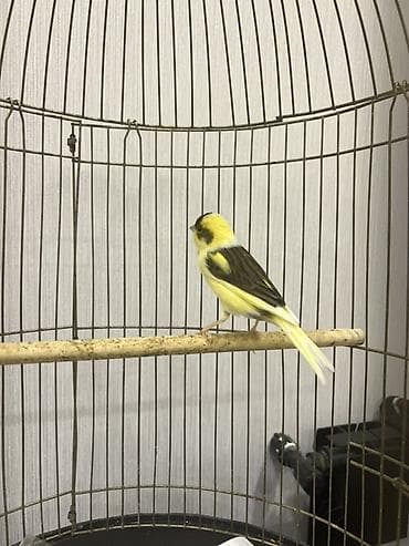 Göyərçinlər: Erkey bul bul tam saglam,1.5 yaw - Növ: ev quşu, kanareyka - Rəng — 2