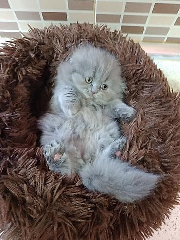 it etibarlı əllərə verilir: Şotland, Dişi, Yaxşı əllərə, Ödənişli çatdırılma — 3