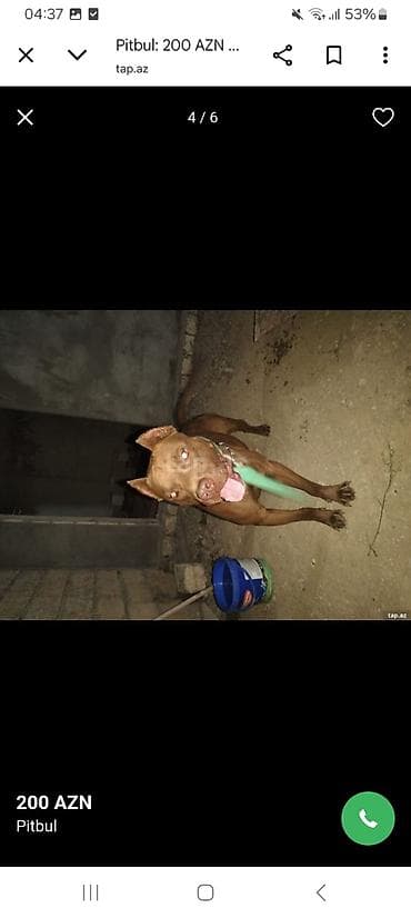 heyvan sahiblənmə: Pitbul, 1 il, Erkek, Peyvəndli, Ünvandan götürmə — 4