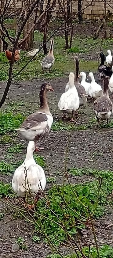 qara canavar sekilleri: Erkək, Damazlıq, Ödənişli çatdırılma — 4