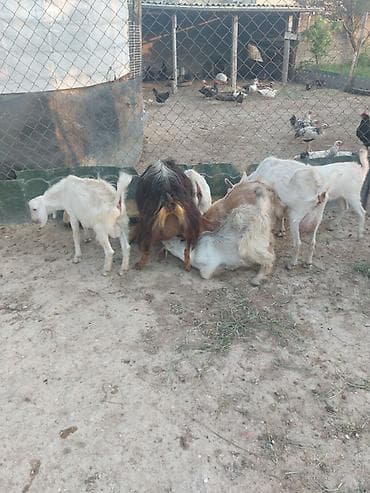 bars bit dermani: Südlük keçi sürüsü - Təyinat: süd istehsalı və damazlıq - Tərkib: bir — 2