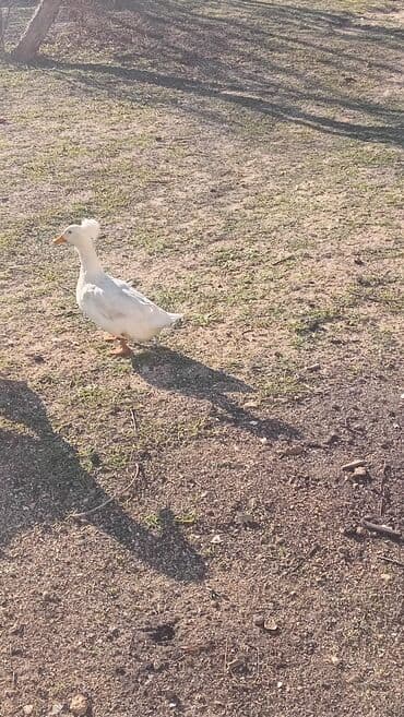 Xoruzlar: 1eded erkek qaz 30m.ordek diwi 15m 2sin getren olsa 40m nardaran — 3