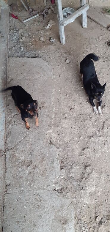 it şəkili: Miniatür pinçer, Peyvəndli — 3