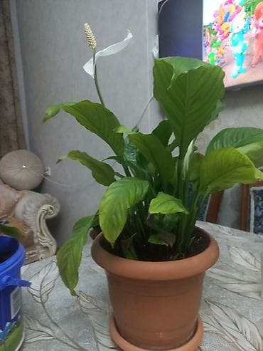 3d pen: Spathiphyllum (Sülh zanbağı) otaq bitkisi - Təbii terrakota dibçəkdə — 1