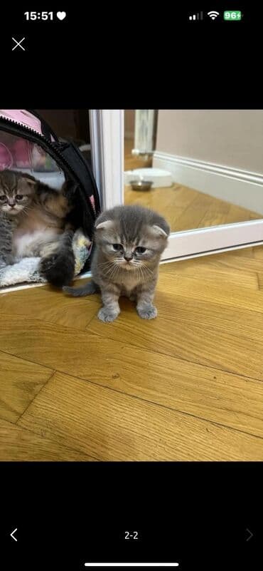 pişik bala: Britan yastı qulaq, Erkək, Dişi, Ünvandan götürmə, Ödənişli çatdırılma — 2