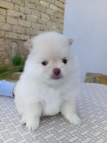 heyvan evləri: Şpitz — 3