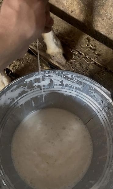Təzə sağılmış keçi südü öz heyvanlarımın südüdür çox olmur gundəlik