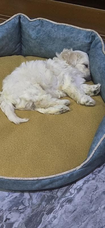 husky it: Balaca, krem rəngli tükləri olan oyuncaq ölçülü it balası. Qısa — 5
