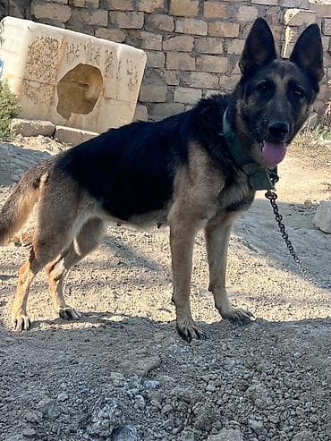 balaca it cinsi: Alman çoban iti, 1 il, Dişi, Peyvəndli, Ünvandan götürmə — 4