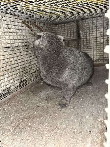 pişik satisi 2020: Şotland, Dişi, Ünvandan götürmə — 4