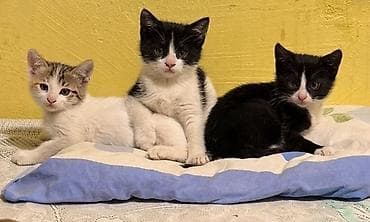 ev pişiy: Yaxşı əllərə — 1