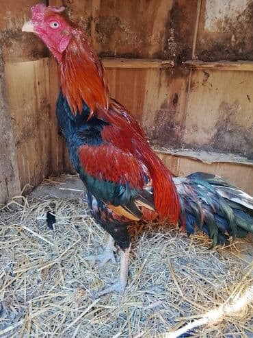 kend toyuqlari: Uzun Ayaq Heyrati dalaşqan xoruzu 1 il 9 aylıqdi mahmizida cixib yeni — 1