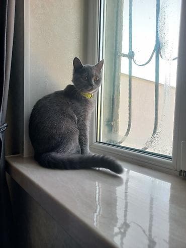 şotlan pişiyi: Britan, Dişi, Yaxşı əllərə, Ünvandan götürmə — 8