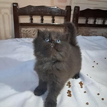 shotland pişik: Fars, Dişi, Ünvandan götürmə — 3