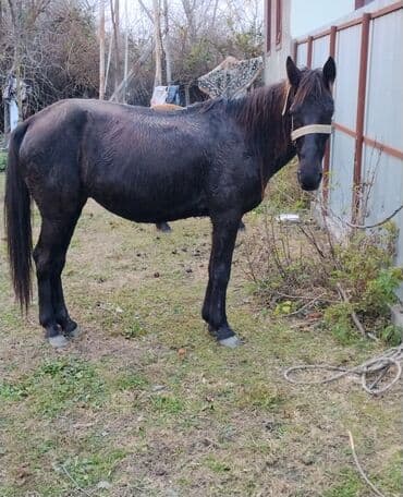 Gəmiricilər: Erkək, il: 8, Ünvandan götürmə — 2