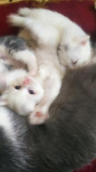 heyvan sahiblənmə: Digər heyvanlar — 1