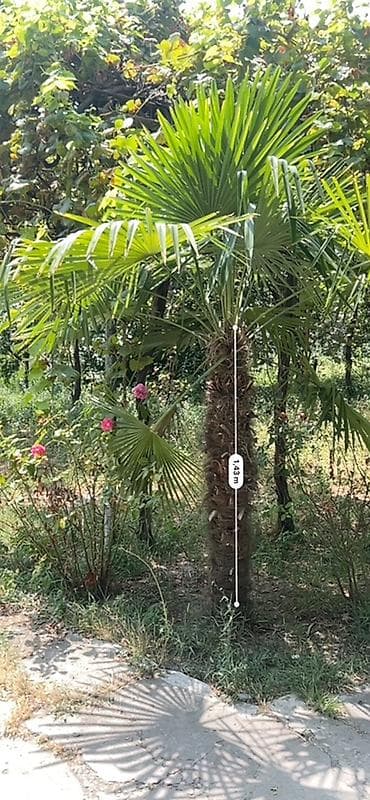 Trachycarpus fortunei (Himalay fan xurması) – həyət, bağ və landşaft lalafo.az -da Trachycarpus fortunei (Himalay fan xurması) – həyət, bağ və landşaft