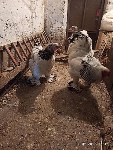 Keçilər, çəpişlər: Toyuq, Brama, Damazlıq — 2