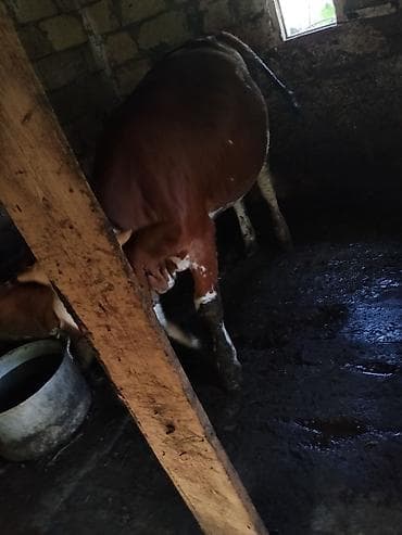 limuzin inek: Satılır: Simmental düyə 1yas 3ayliqdi — 1