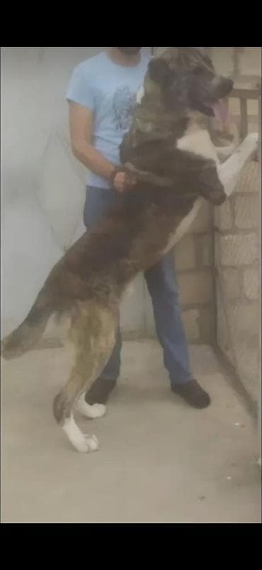 Alabay, 4 il, Erkək, Peyvəndli, Ödənişli çatdırılma lalafo.az -da Alabay, 4 il, Erkək, Peyvəndli, Ödənişli çatdırılma