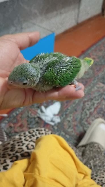katibə quşu: Ajerela. korpedi 2 ay yarimliqdir. adini bilir. kawayla — 4