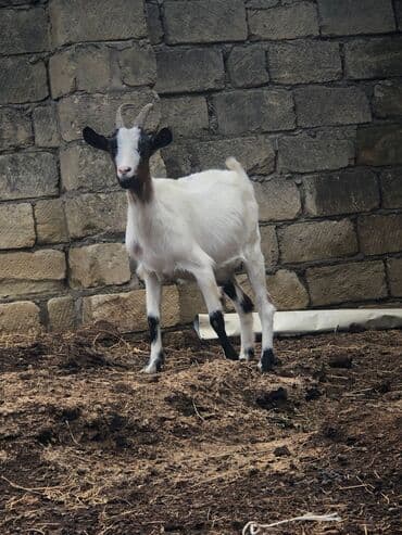 cins inekler: Keciler sağlamdrlar.Damazliğa yarayr.2side bogazdi.1 yaṣları — 3