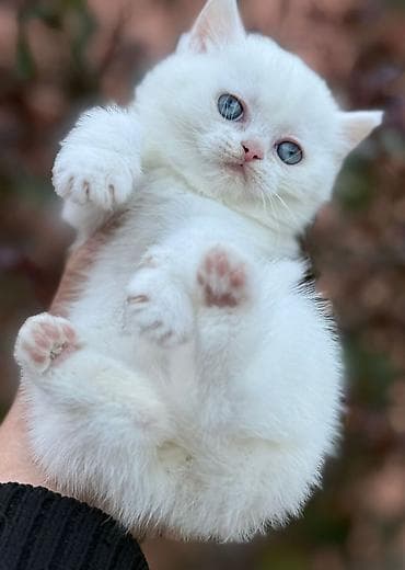 qizil baliq: Şotland yastı qulaq — 2