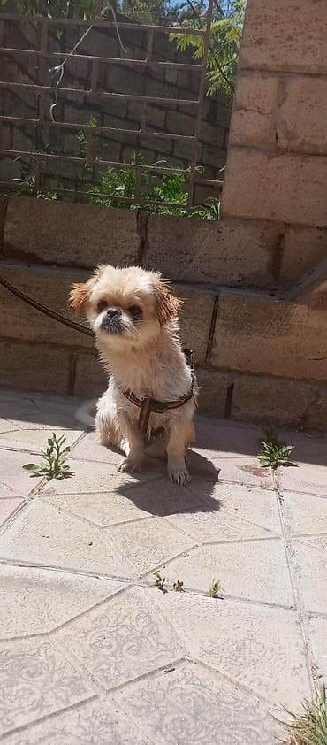 Pekines, 1 il, Dişi — 7