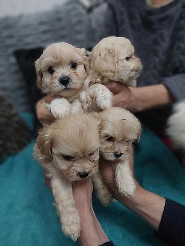 Salam cinsi maltes balonkaBalaca dekorativ it balaları – krem və açıq — 7