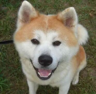 Akita-inu, 5 ay, Dişi, Peyvəndli, Rayonlara çatdırılma