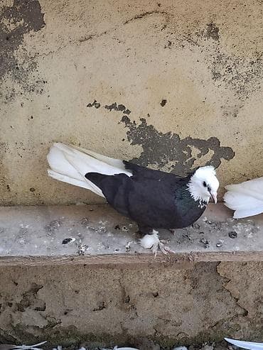 masalli goyercini: Temiz ağbaş ağquyruq bircut.birdenede oz balası — 4