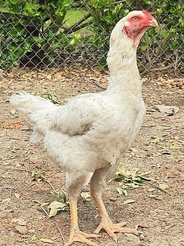 sort toyuq: Toyuq, Yumurtalıq — 3