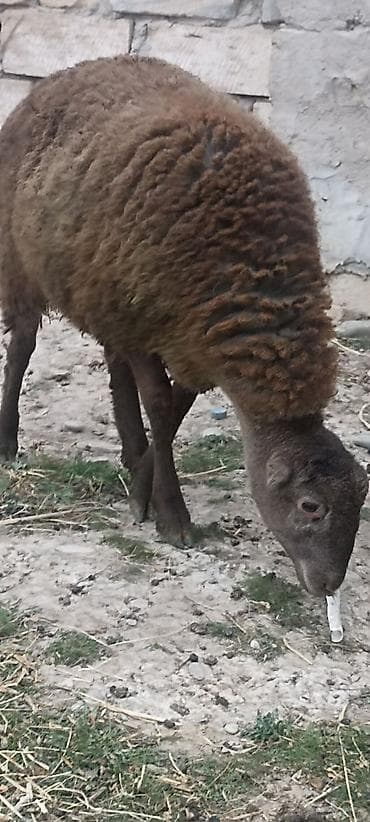 qoyun satış: Əmilik quzular qomral dişidi boz erkek super kökdülər isdəyən əlaqə — 5