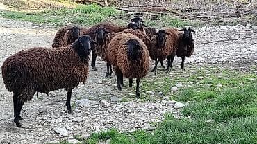 3 baş damazlıq qoç satılır qiyməti 800 manat. 3 baş da dişi quzu