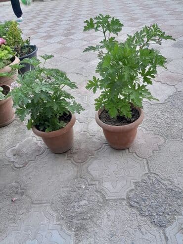 ətirşah bitkisi: Qazonlarınızı və bağlarınızı bəzəmək üçün uygundur. Gözəl görünüşü ilə — 1