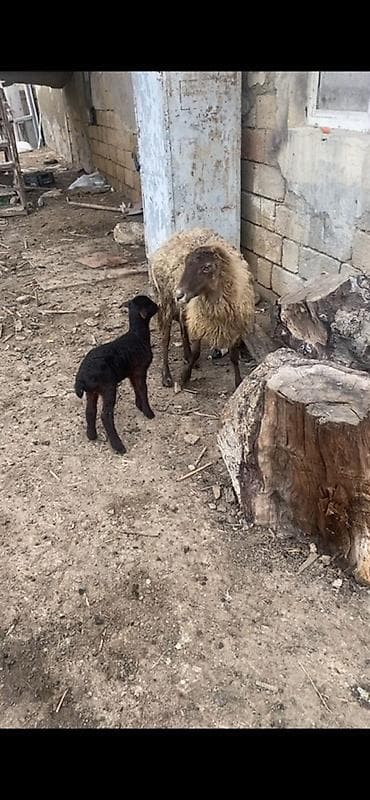 unvan az qoyun satilir: Ana bala qoyun balasi dişidi 1 heftelikdi — 2