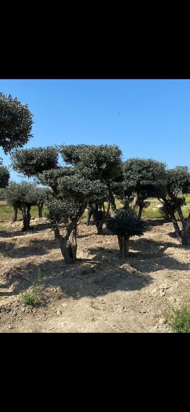 adəm ağacı: Dekarativ agaclarin satisi — 11