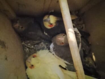 bala afcarka: 2 anadir 2 de balasi ilk balasidir yene yumurtuyublar - Ağ rəngli — 3