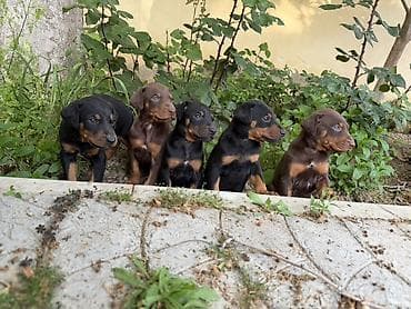 doberman satilir: Doberman, 1 ay, Ünvandan götürmə — 5