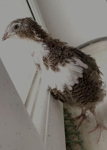 bildircin balasi: Salam 45+ günlük təzə yumurtaya gələn texaslar. Diri və kəsilmiş — 9