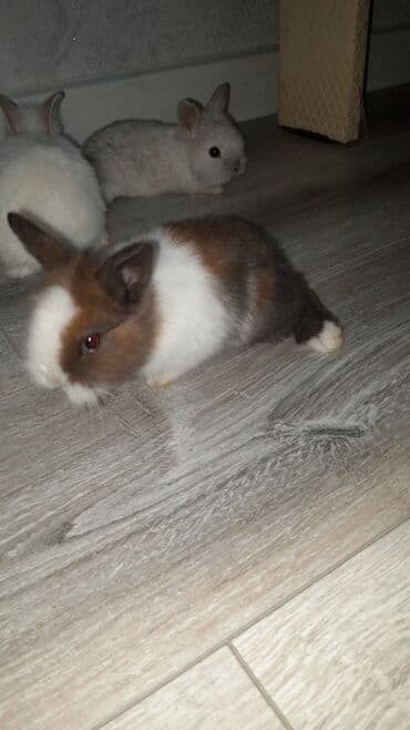 hinduşqa cücəsi: Miniatür dovşan balaları - Növ: dekorativ miniatür (cücə) dovşanlar - — 5